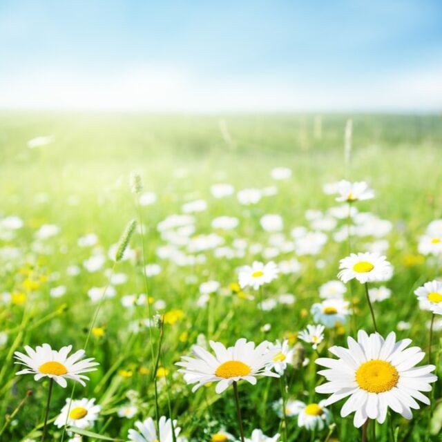 Spring into curls with Hair Solutions of Long Island! 🌷✨ Ready to revamp your look for the season? Check out our latest blog post for expert tips on caring for, styling, and nourishing those gorgeous curls! Whether you're rocking ringlets or beachy waves, we've got you covered. Let's make this spring your best hair season yet! 💁‍♀️💐 You can find the blog at: 💻www.HairSolutionsLi.com/blog